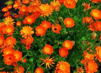 Hierbas y Flores para tu Belleza