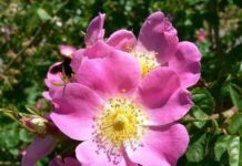 Propiedades del aceite de Rosa de Mosqueta