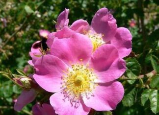 Propiedades del aceite de Rosa de Mosqueta