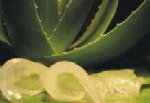 Cuidado de la piel con sábila sabila