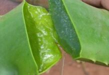 Remedios para psoriasis cuero cabelludo aloe vera