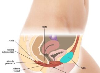 Ejercicios. Fortalecer Suelo Pélvico y Evitar Incontinencia Urinaria anatomia suelo pelvico