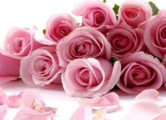 Cinco Tips para Ahorrar Dinero en tus Regalos para el Día de la Madre Cinco Tips para Ahorrar Dinero en tus Regalos para el Día de la Madre