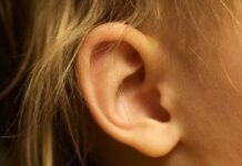 Las orejas también se cuidan Las orejas también se cuidan