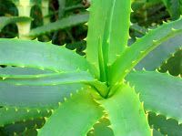 Los beneficios del Aloe Vera