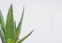 ¿Cuáles son las ventajas de los cosméticos naturales y cómo comprarlos? cosmeticos naturales