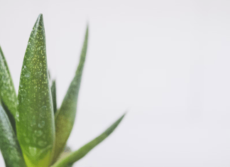 ¿Cuáles son las ventajas de los cosméticos naturales y cómo comprarlos? cosmeticos naturales